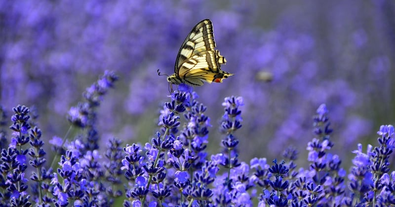 So findest du die perfekte Sommer-Diät für deinen Stoffwechsel