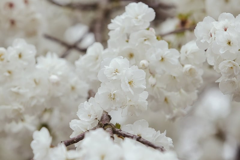 Frühlingsfrische: Allgemeine Tipps zur Gartenpflege im Jahr 2026 entdecken